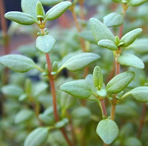 Thyme leaf